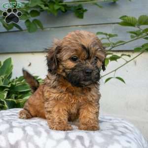Darla, Shih-Poo Puppy